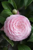 Camellia Oil