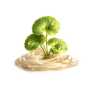 Centella Asiatica (CICA)